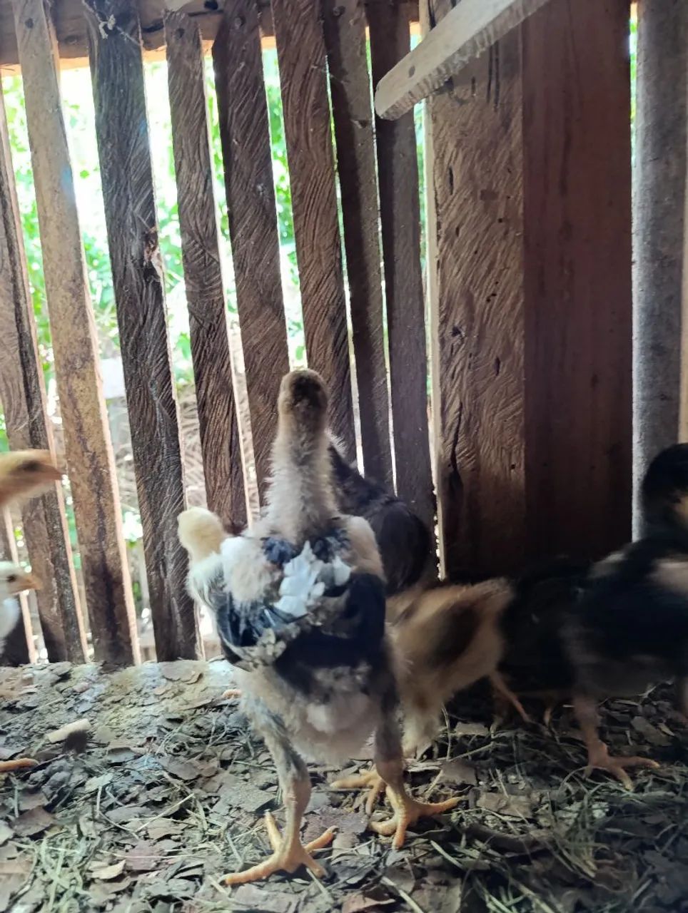 Pintos caipira melhorados, Gsb e Rhode Sland Red - Foto 2