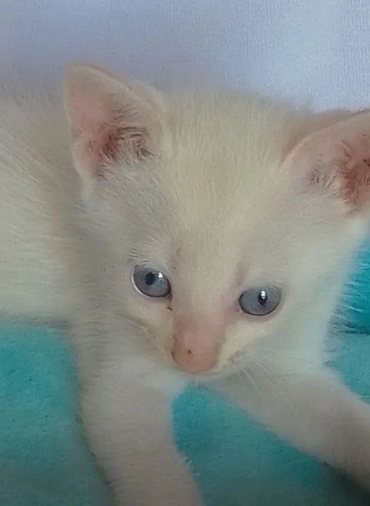 Gato branco com olhos azuis com 40 dias