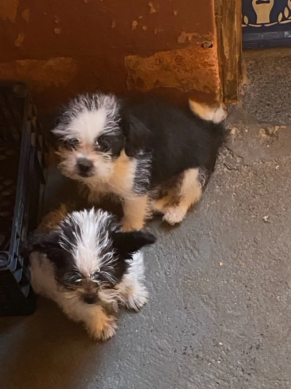 Filhotes de Shih Tzu adoráveis