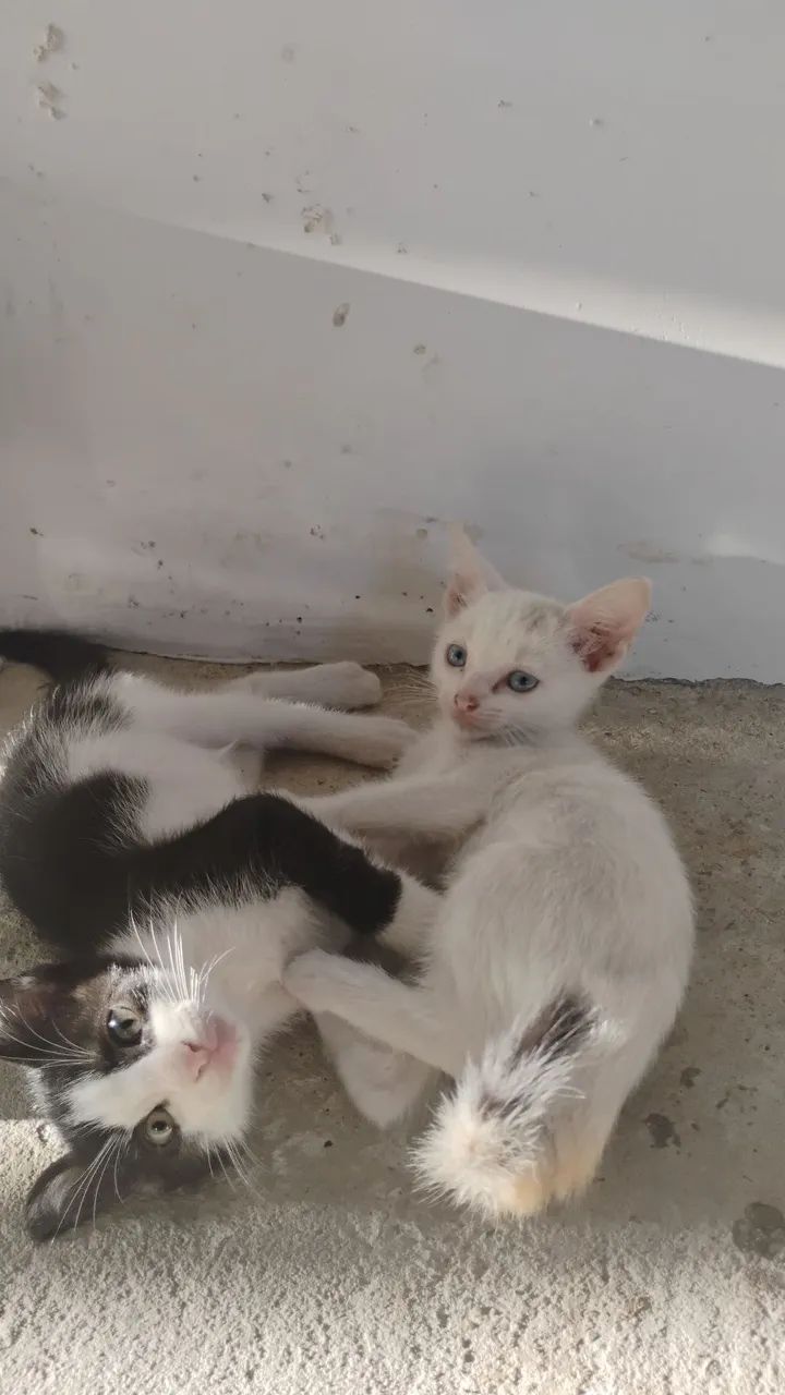 Gatinhas fofas para adoção - Foto 2