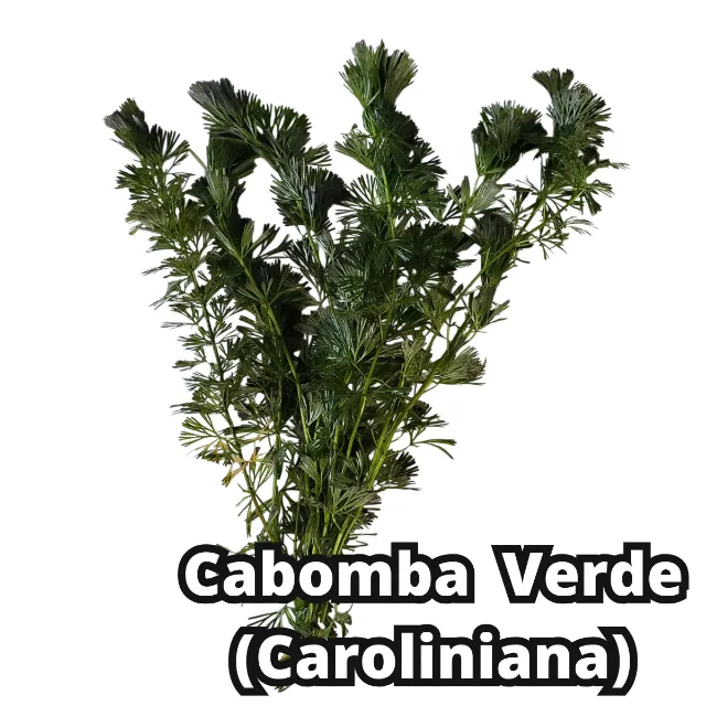 Cabomba Caroliniana ( Verde ) Linda Planta Natural Lowtech Aquario Plantado