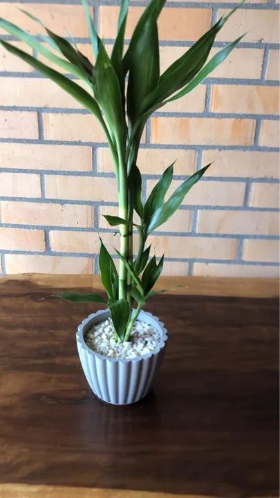 Planta Bambu da Sorte em Vaso Decorativo