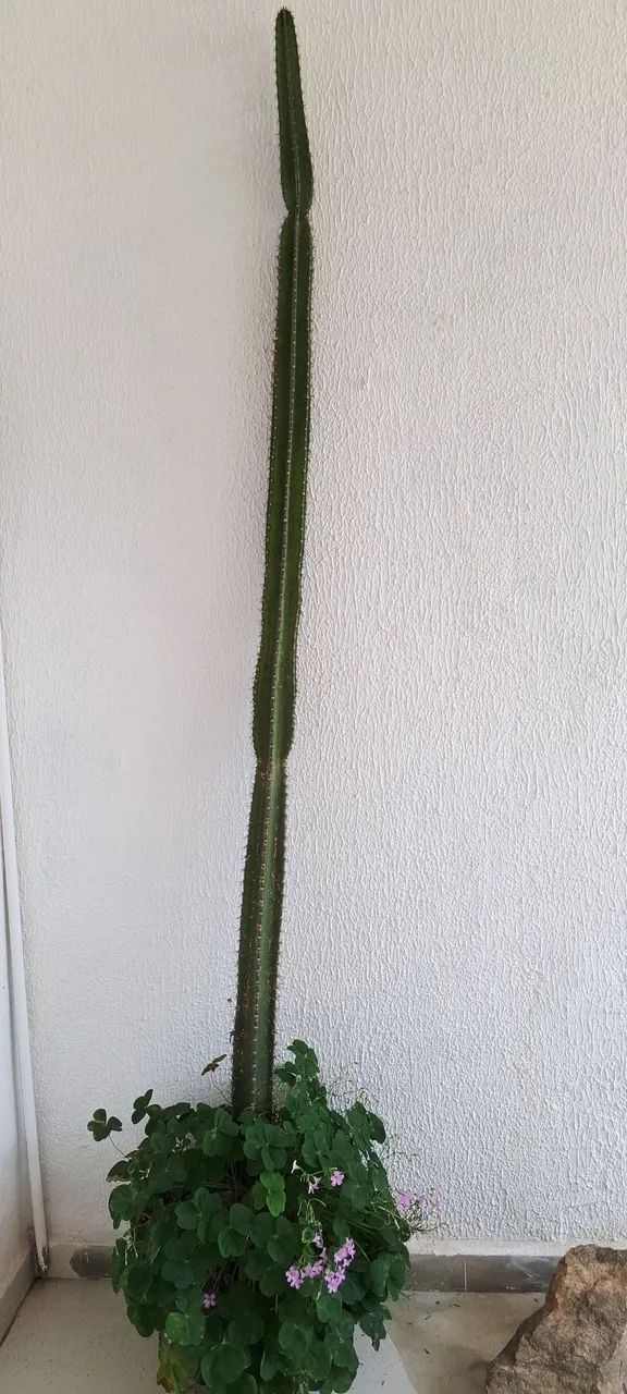 Cacto cereus azureus 2,5 metros