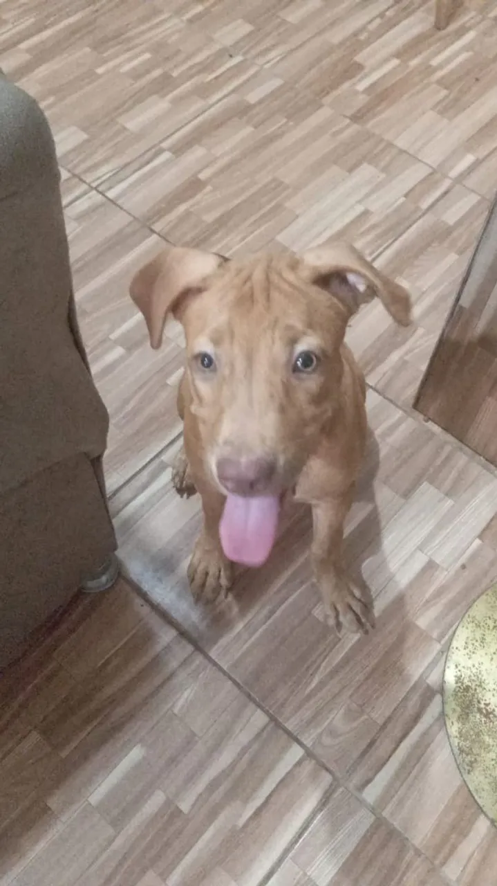 Filhote fêmea de Pitbull com Rottweiler para adoção