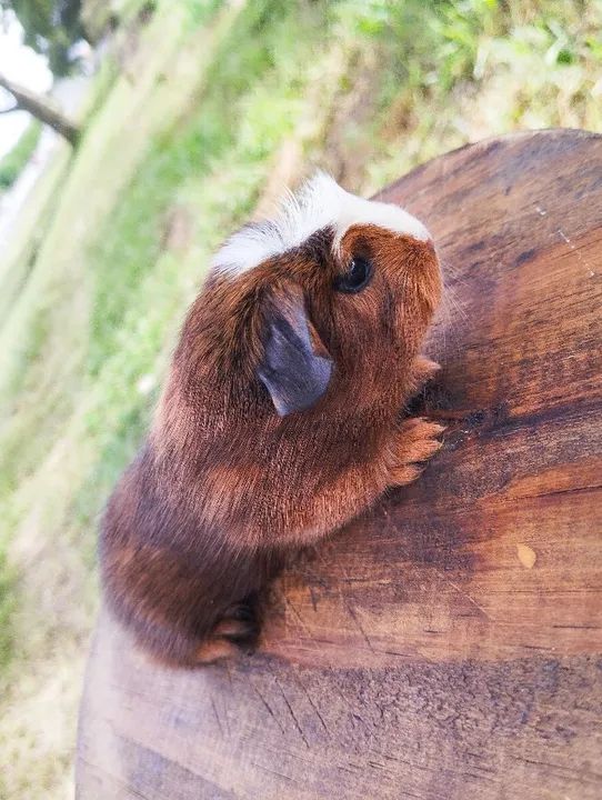 Machinhos de porquinho da índia disponível  - Foto 4