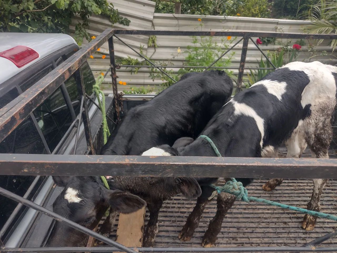  3 Bezerros para venda - Foto 3