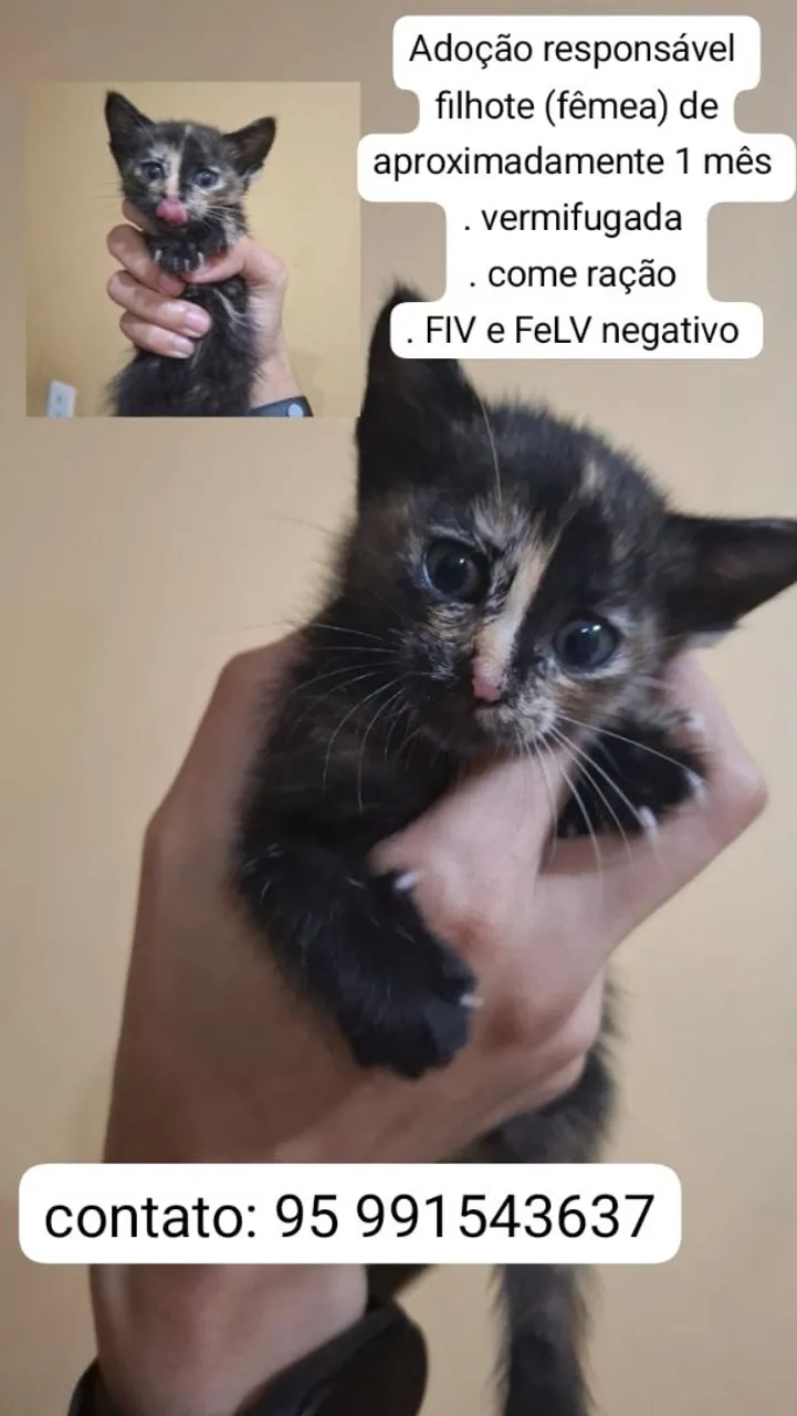 Filhote fêmea para adoção responsável