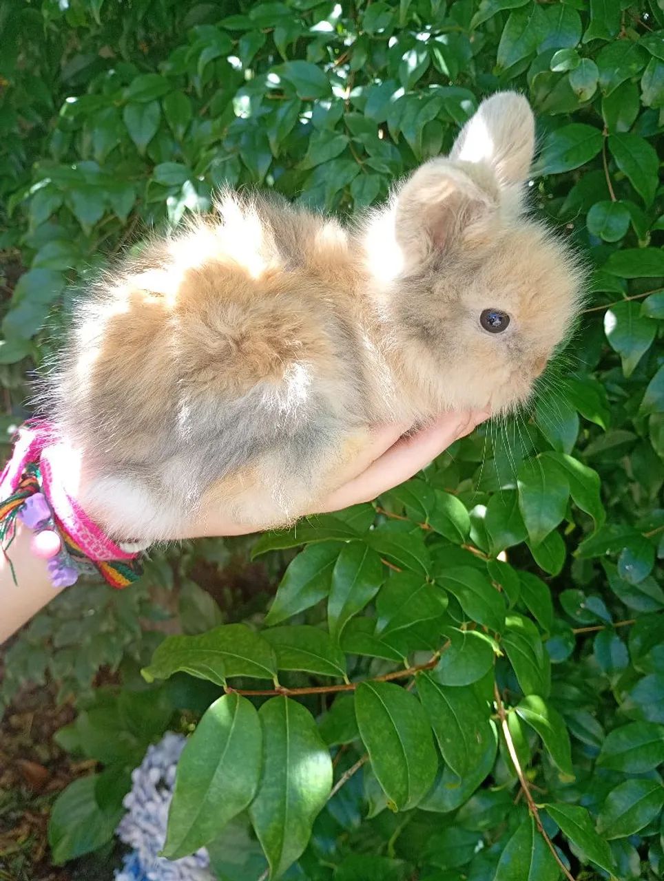 Filhotes de coelho mini lion machos - Foto 2