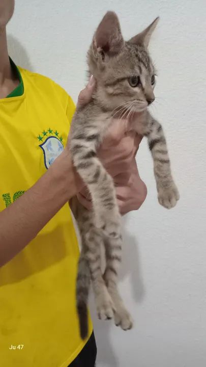 Gatinhos machos para adoção  - Foto 2