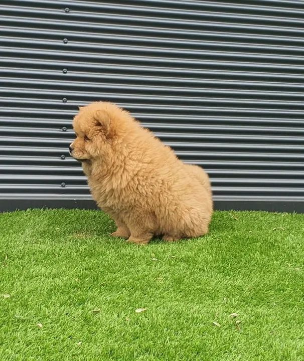 Chow chow Deu a Louca na Reborn pets, SUPER PROMOÇÂO Para aquisição imediata  - Foto 2