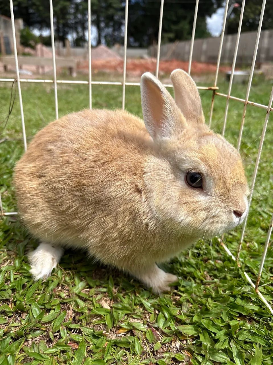 anao netherland  - Foto 3