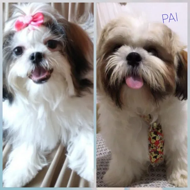 Filhote de Shih tzu