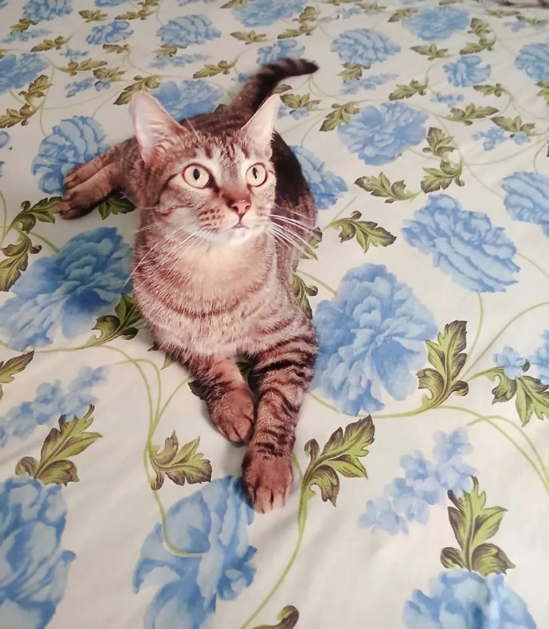 Gatinha Castrada para Adoção