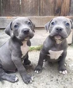 2 American Bully   Disponível 
