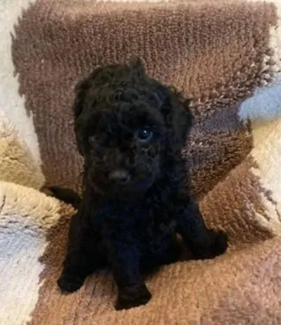 Poodle com maltês pretinhos caminha brinde zap (85)99990.2592