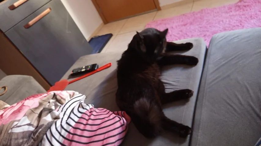 Doando esse gato macho  - Foto 3