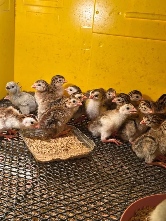 Angolinhas de 7 dias vacinadas - Foto 3