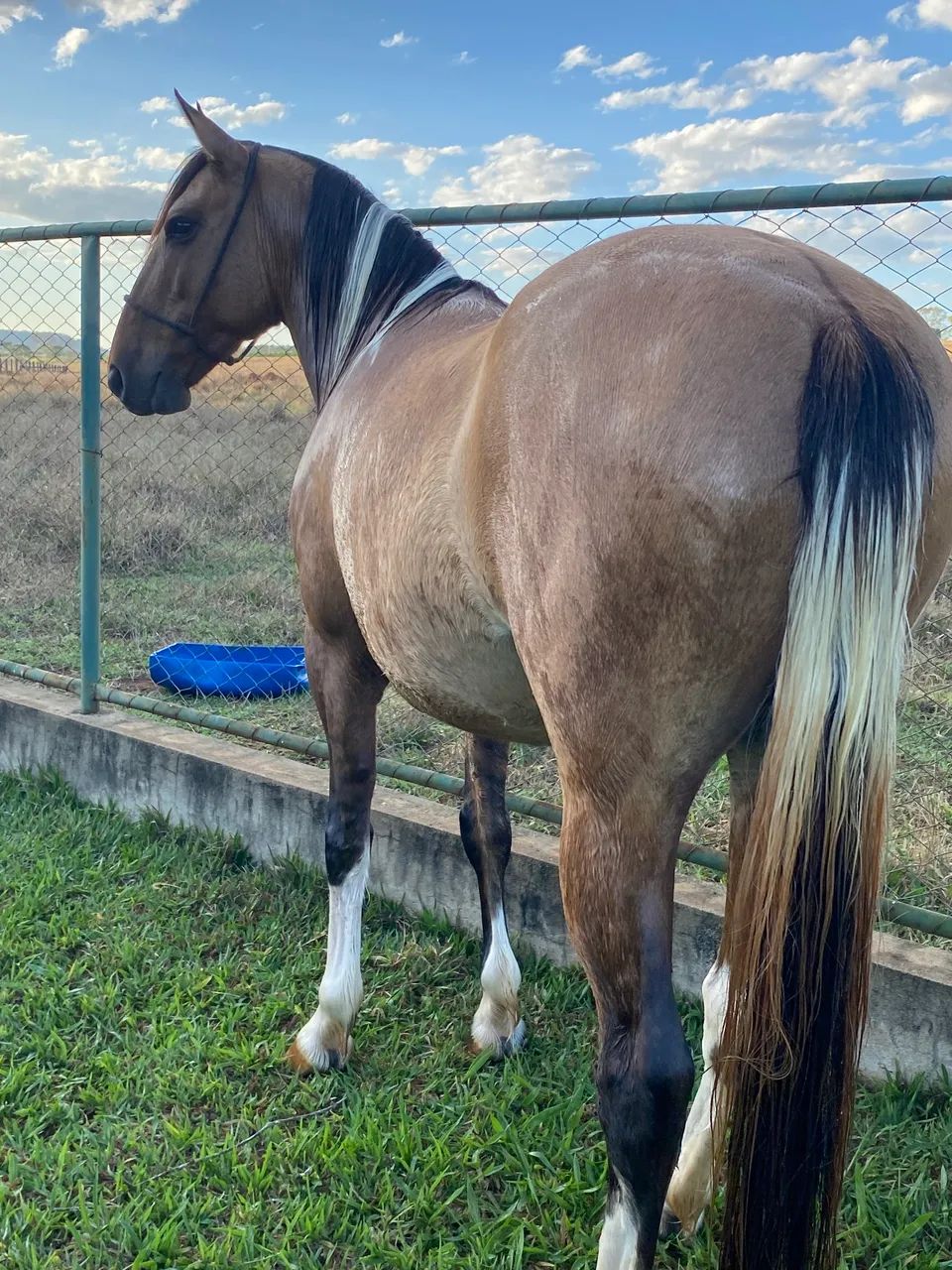 Cavalo manga larga marcha batida  - Foto 3