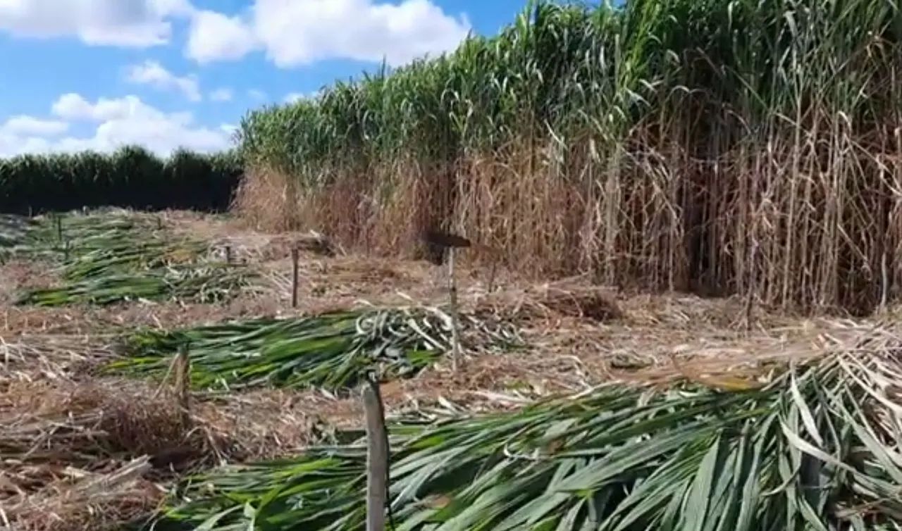 REI DO VOLUMOSO VENDO MUDAS BRS CAPIAÇU E KURUMI 
