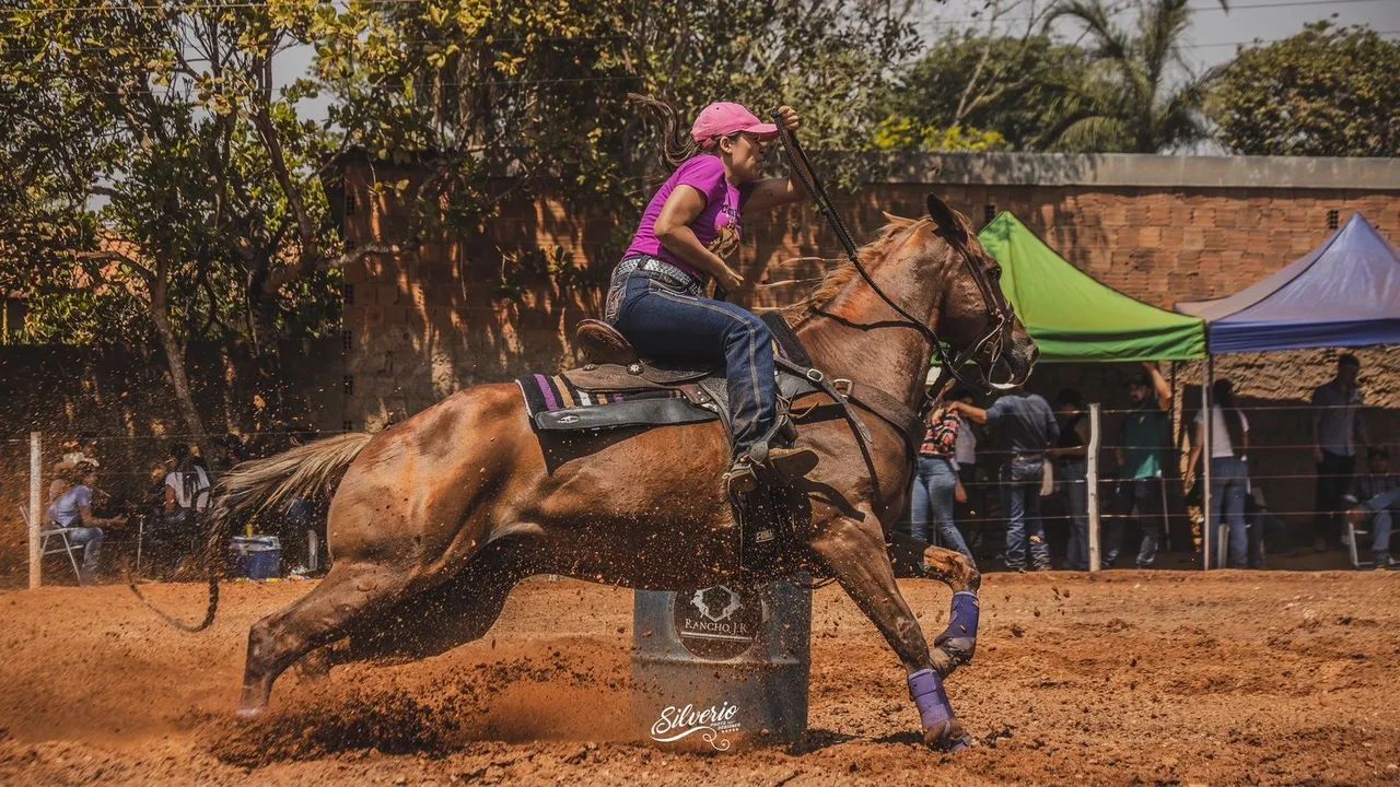 Cavalo Quarto de Milha  - Foto 3