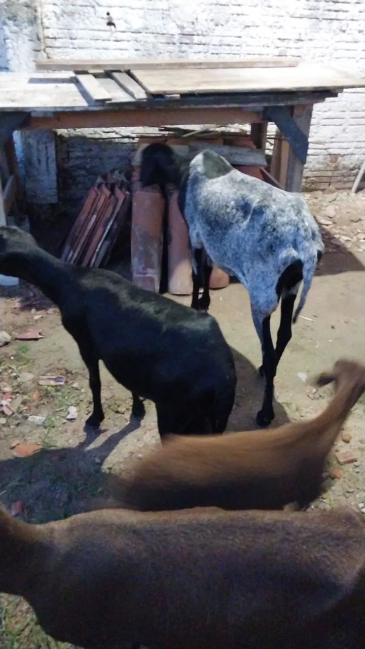 Ovelhas e carneiros pra venda  - Foto 3