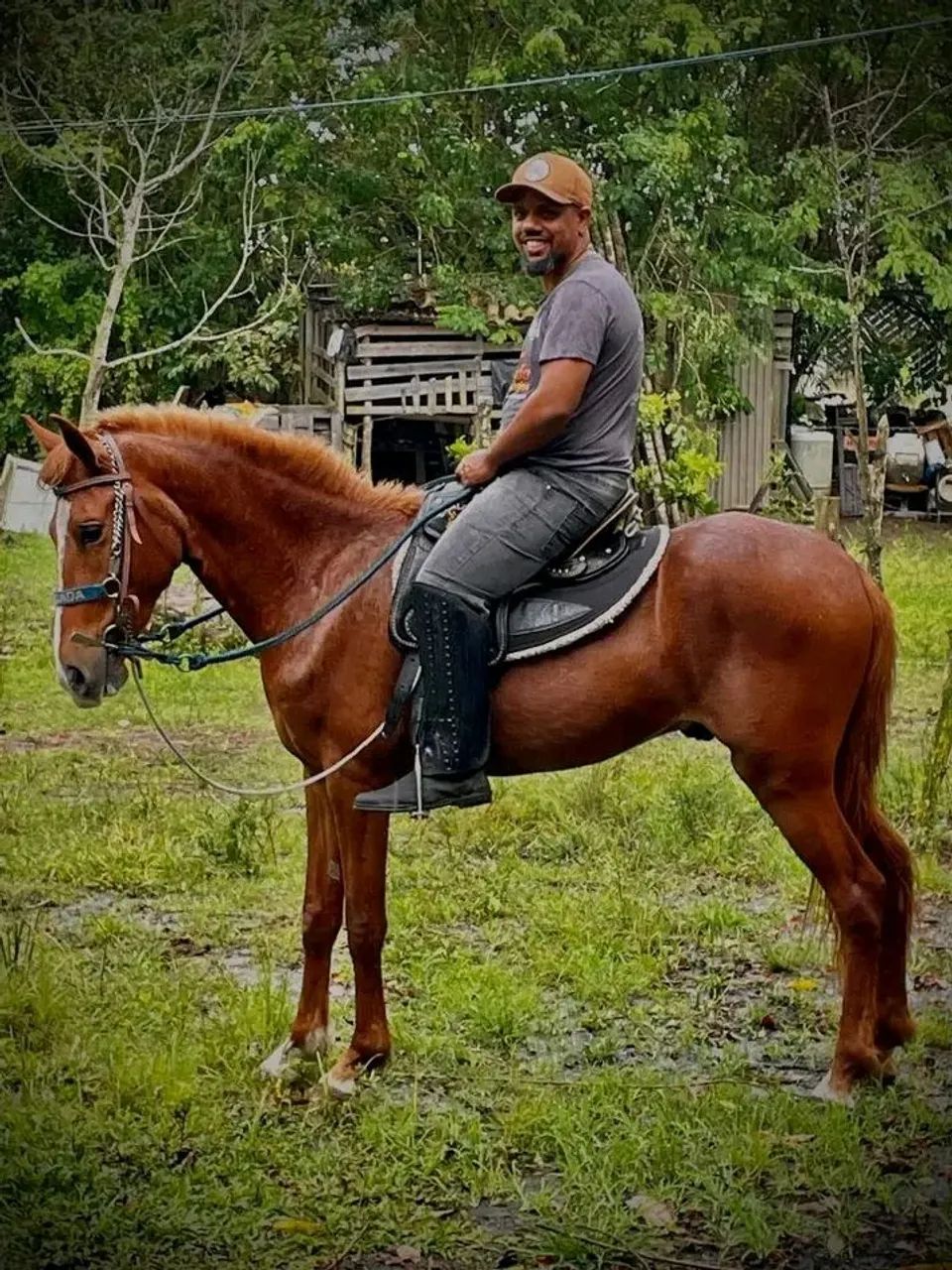 Mangalarga paulista  - Foto 2