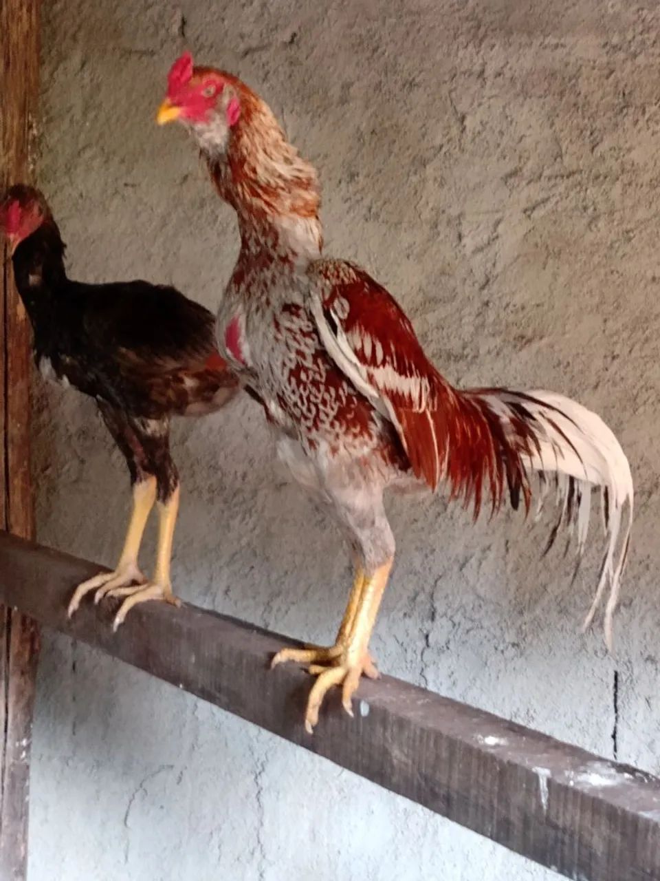Galo exótico barbudo borrado vendendo barato - Foto 3