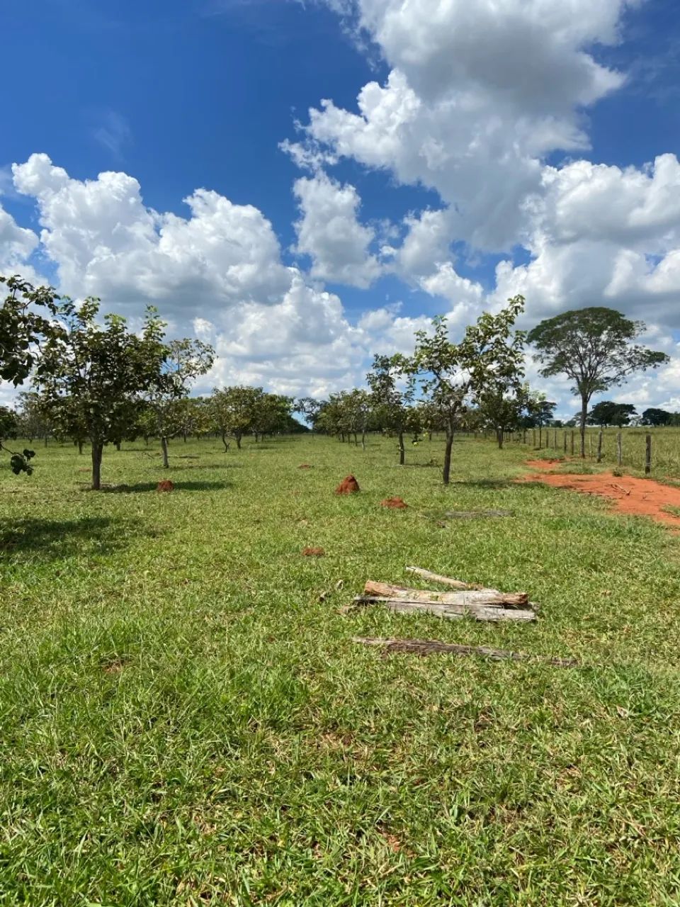 Vendo pé de pequi  - Foto 2