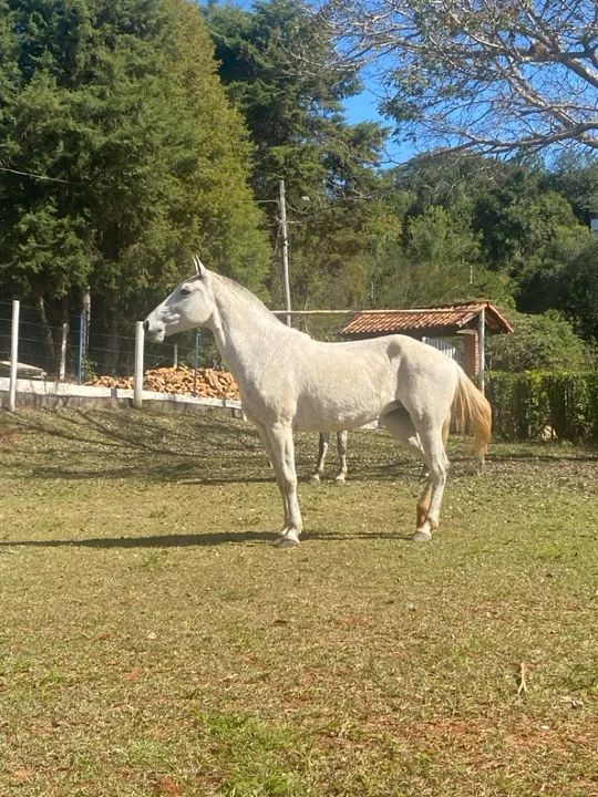 Egua mangalarga   - Foto 5