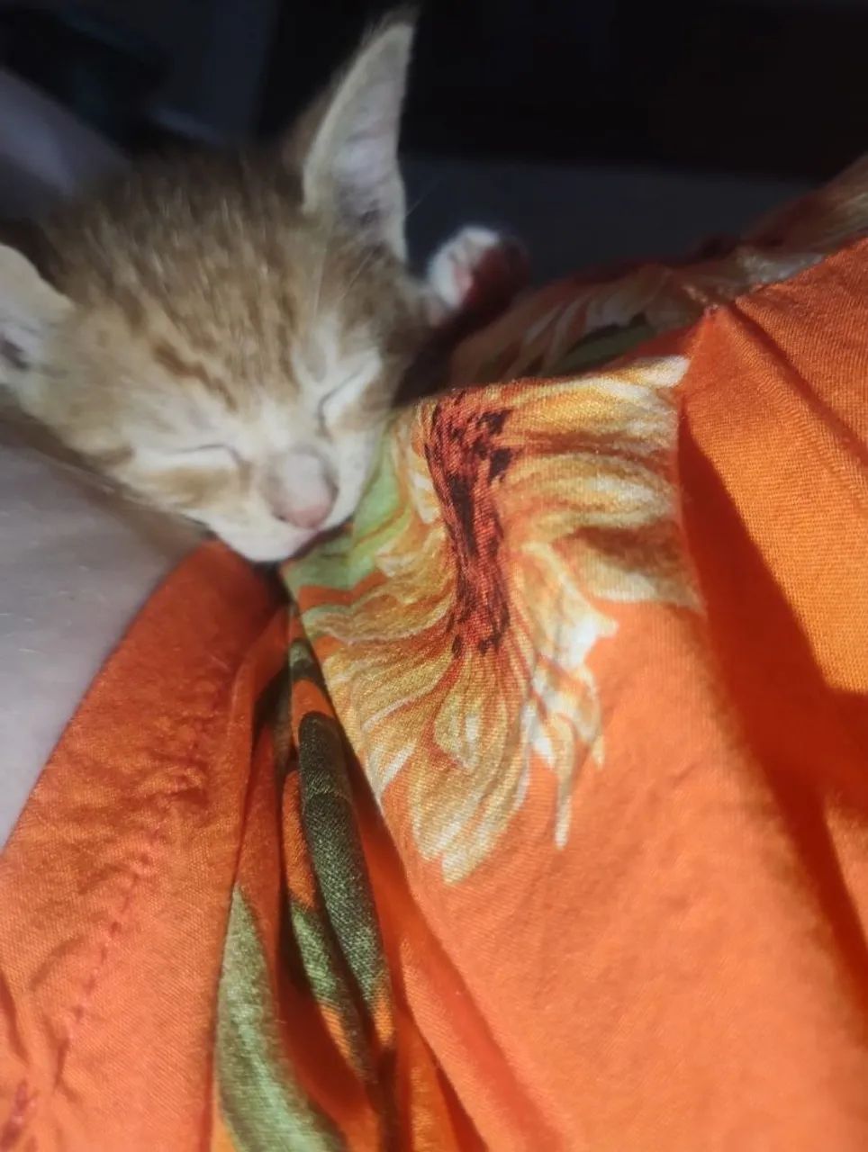 Gatinhos lindos para adoção responsável 