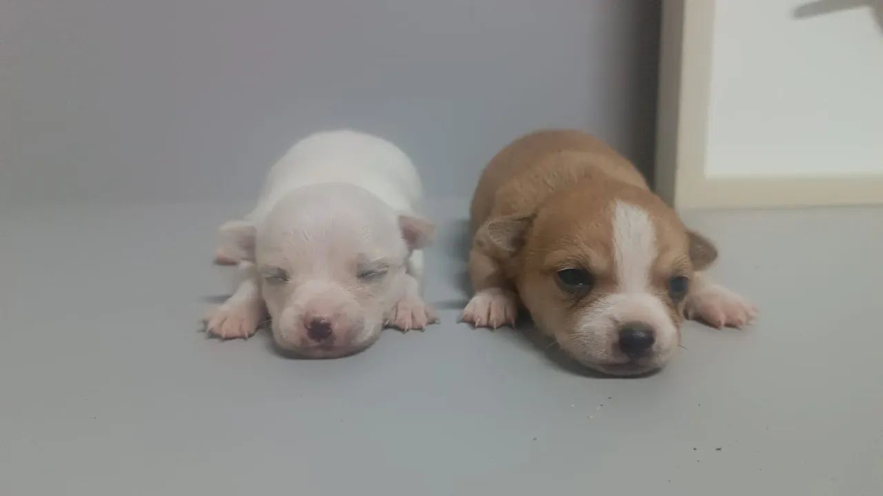 filhotes de chihuahua pelo curto