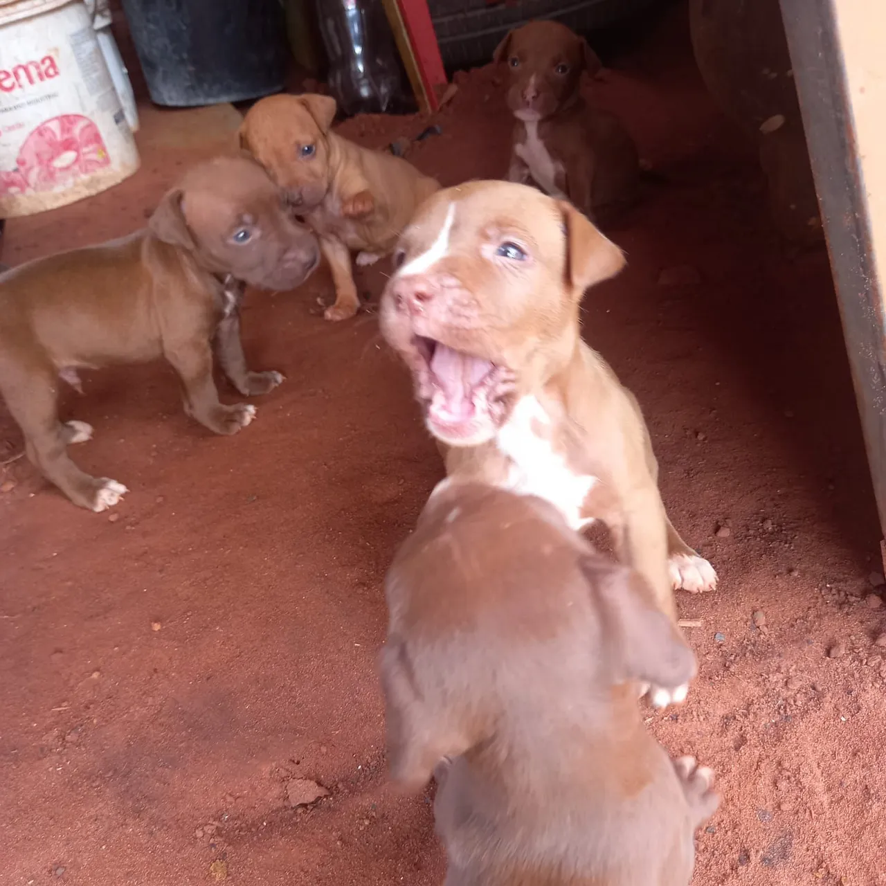 Vendo filhote Pitbull