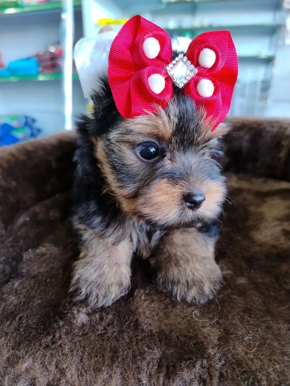 Yorkshire Terrier Fêmea