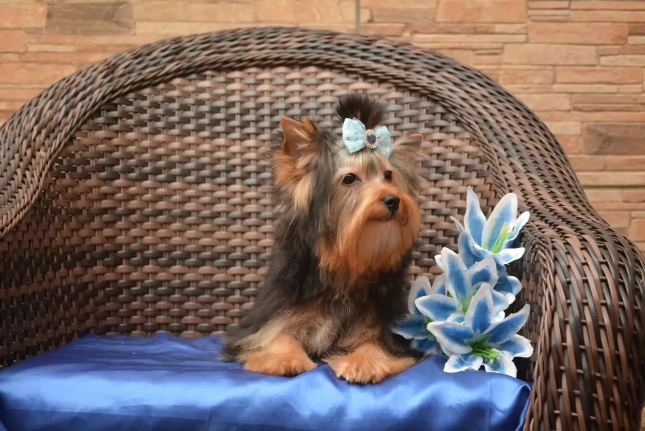 Lindo macho yorkshire 5 meses  - Foto 2