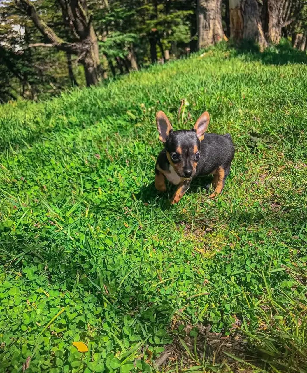 Pinscher 0 -Filhotes saudáveis /Vacinados /Pronto para novo lar 