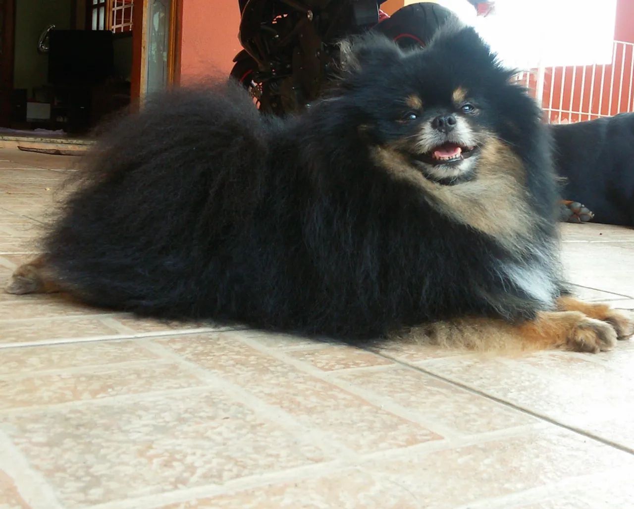 Pomerânia Preto Lindíssimo - Foto 2