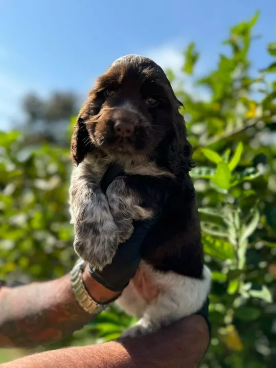 Cocker Spaniel Inglês - Chama no WhatsApp pra mais informações