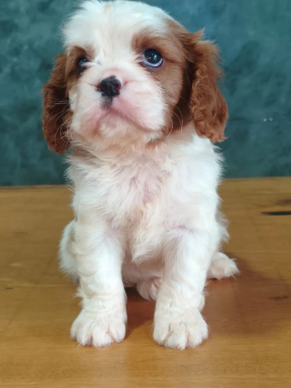 Spaniel Filhote King Cavalier Olx Cavalier Fotos Reais Fêmea E