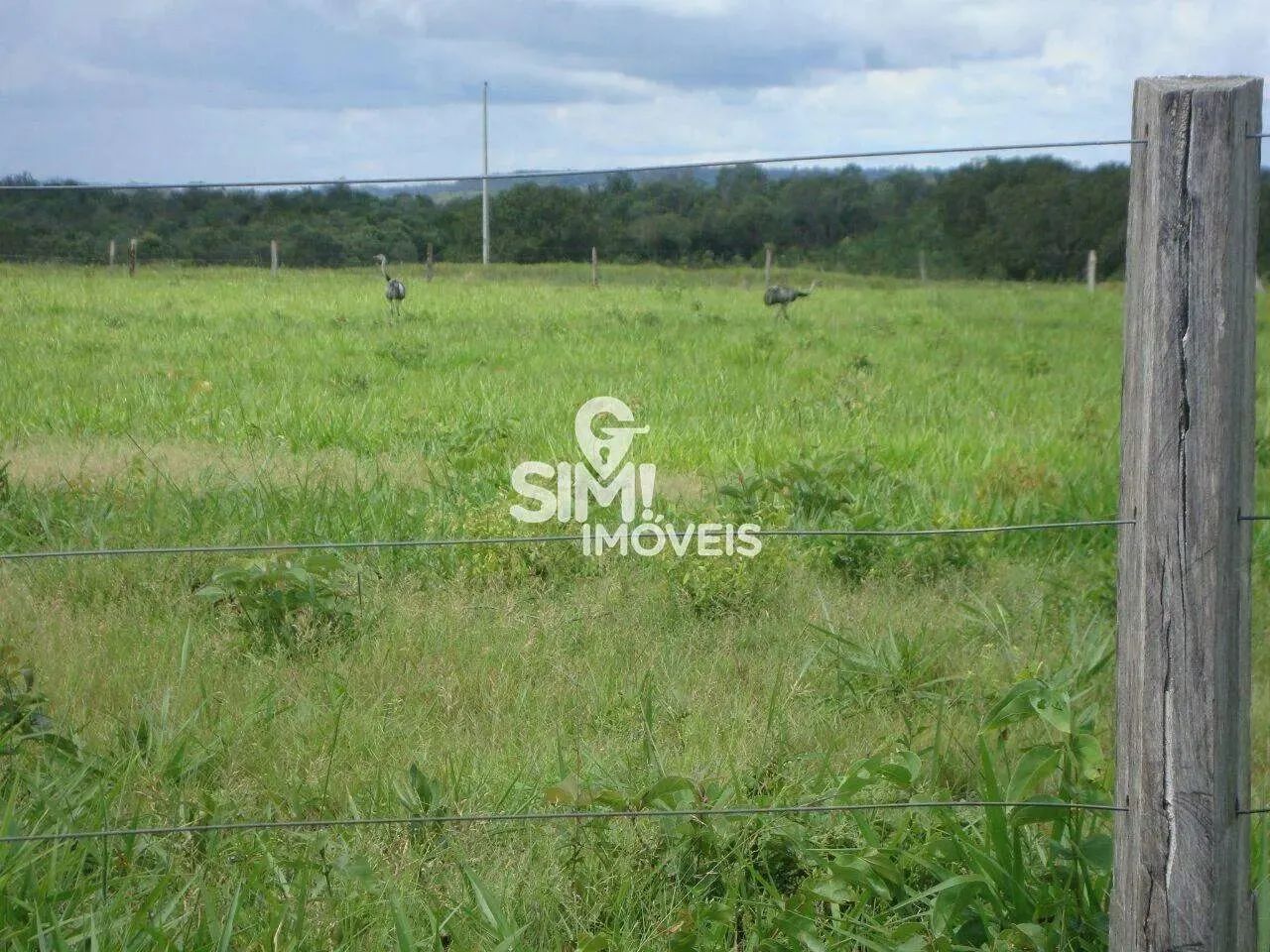 OPORTUNIDADE ÚNICA, FAZENDA TODA FORMADA EM PEDRO AFONSO! - Foto 4