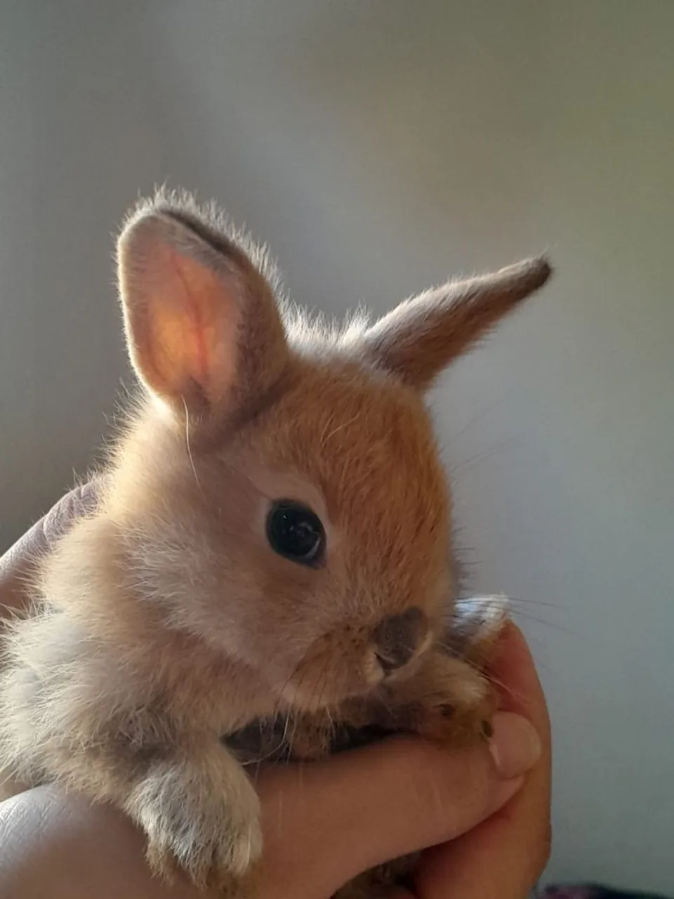 Vendo Coelho mini Lion 
