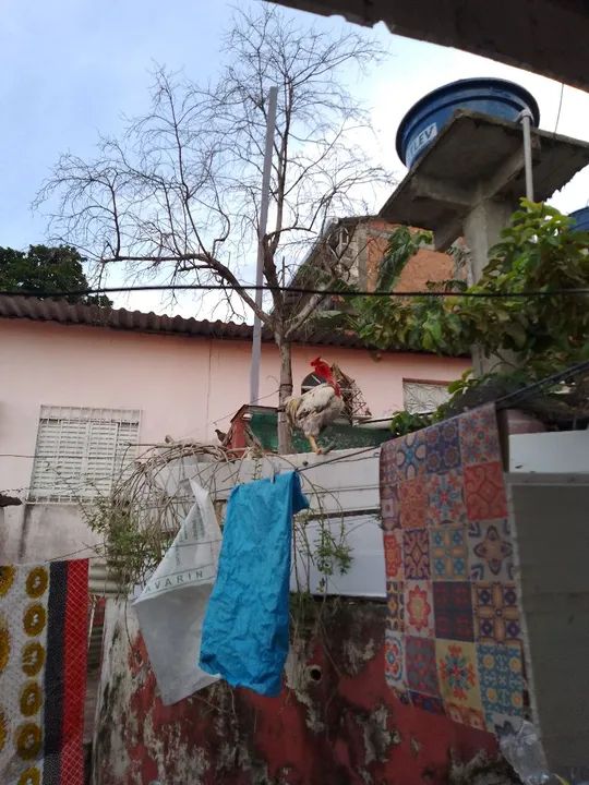 Vende este galo Pirocó - Foto 2