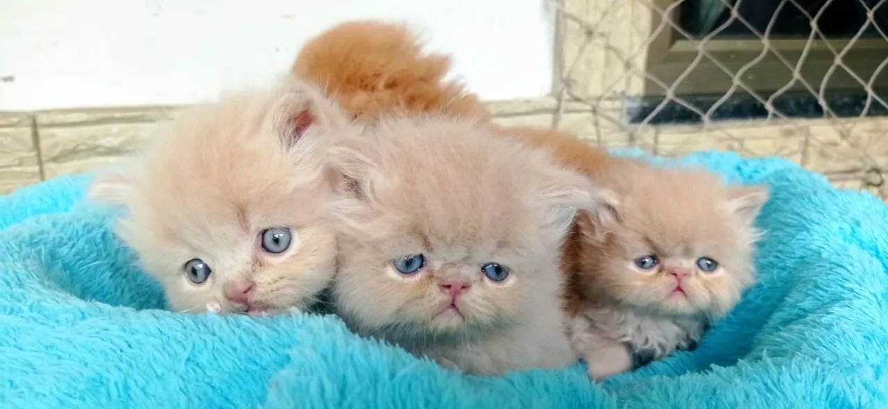 Persa a sua espera  - Foto 4