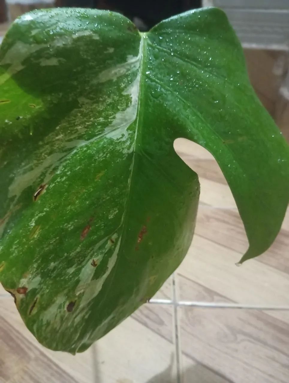 Muda de costela de Adão variegata em recipiente 