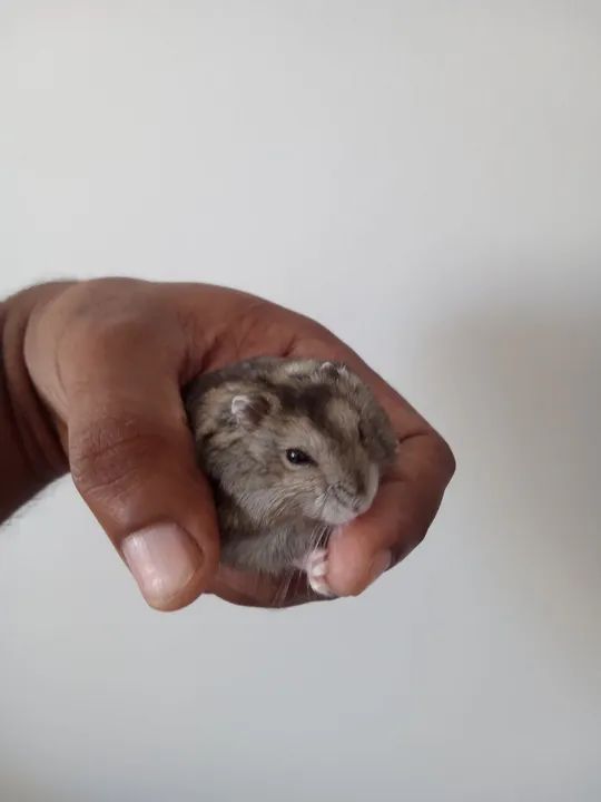 Vende-se Hamster anão  - Foto 2