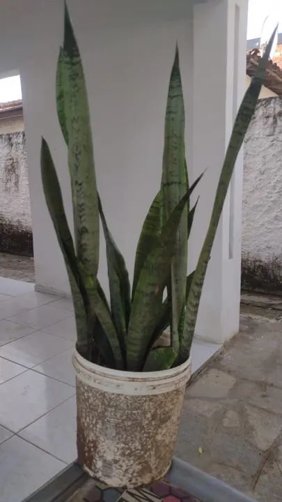 Espada de São Jorge planta. Valor: 10,00 reais. 