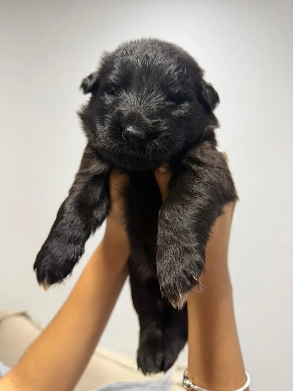 Filhotes de Pastor Alemão Fêmea Preto Sólido Pelo Longo (Pedigree, CBPA, Radiografado - Foto 4