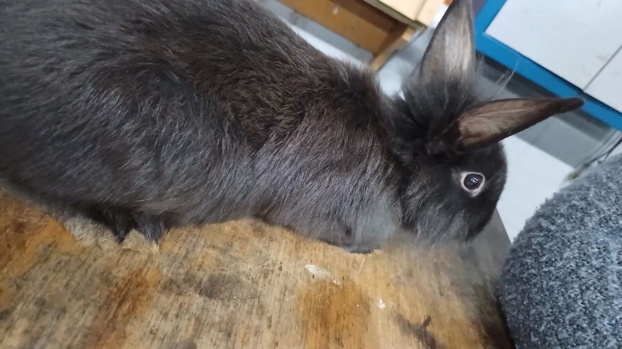 Coelhos adultos e filhotes  - Foto 2