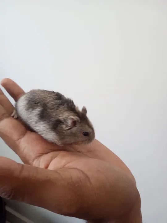 Vende-se Hamster anão 