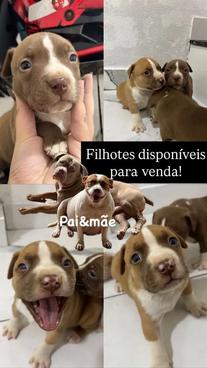 Filhotes de American Bully Disponíveis para Venda!