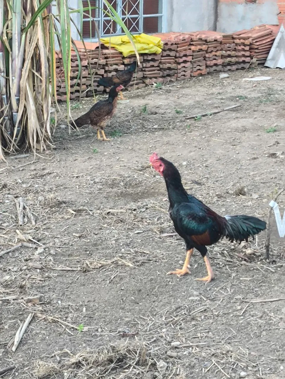Galo indo e 2 galinhas índias
